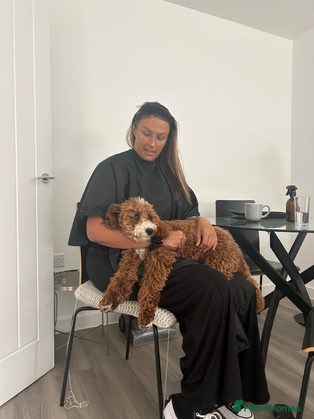 Cavapoo dogs for sale: 5 month old Trained stunning Cavapoo  - Image 1