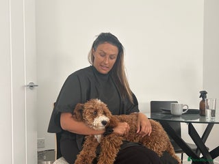 Cavapoo dogs - Advert 1