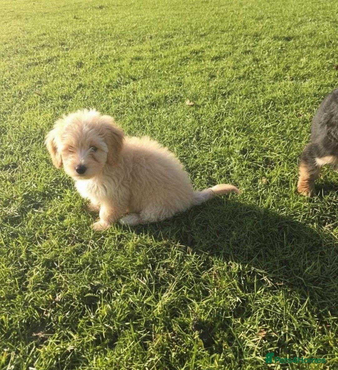 Maltipoo dogs for sale: Maltipoo puppies  - Advert 5