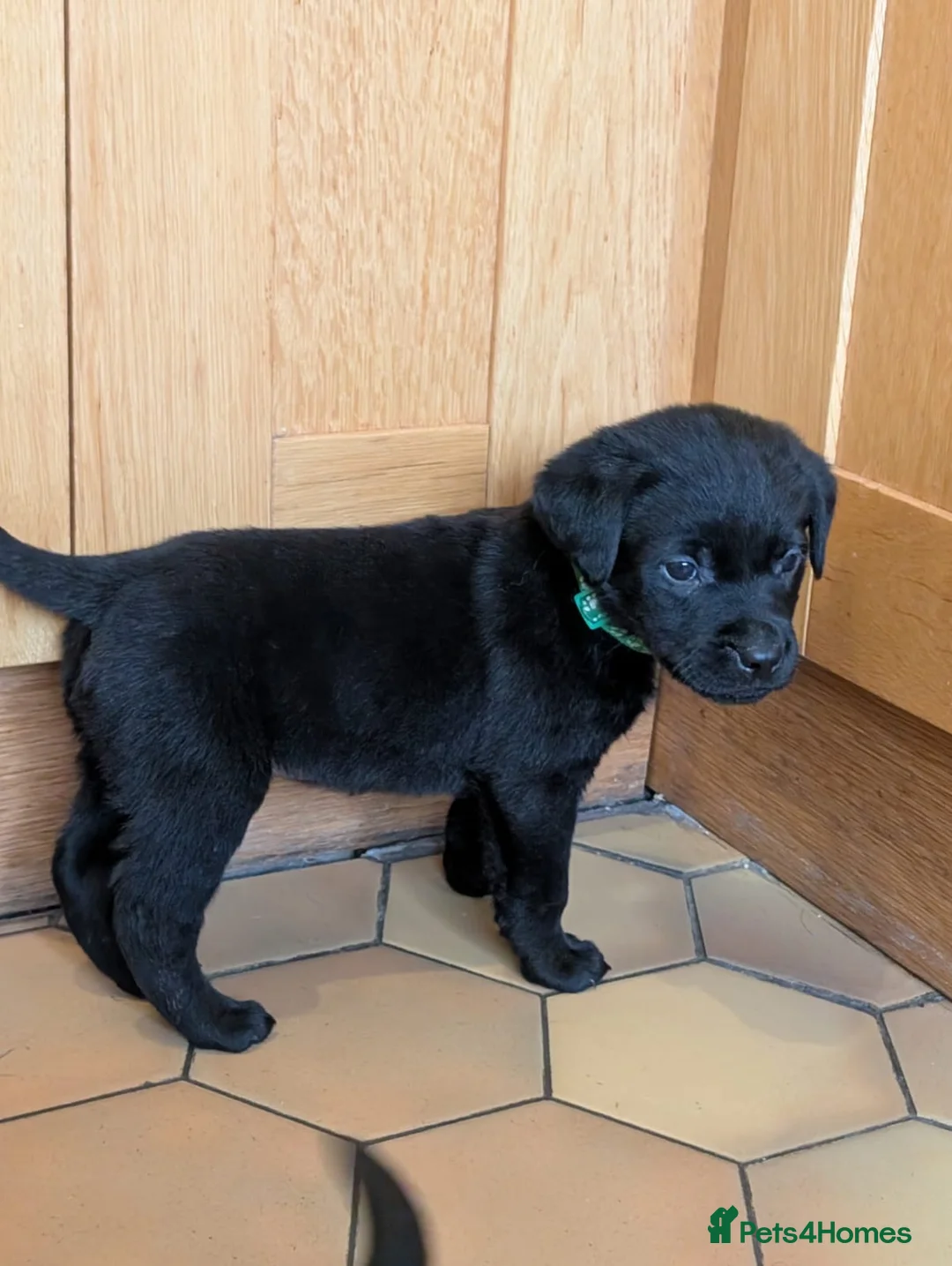 Mixed Breed dogs for sale: Labrador x Rottweiler (Rottador) - Advert 28