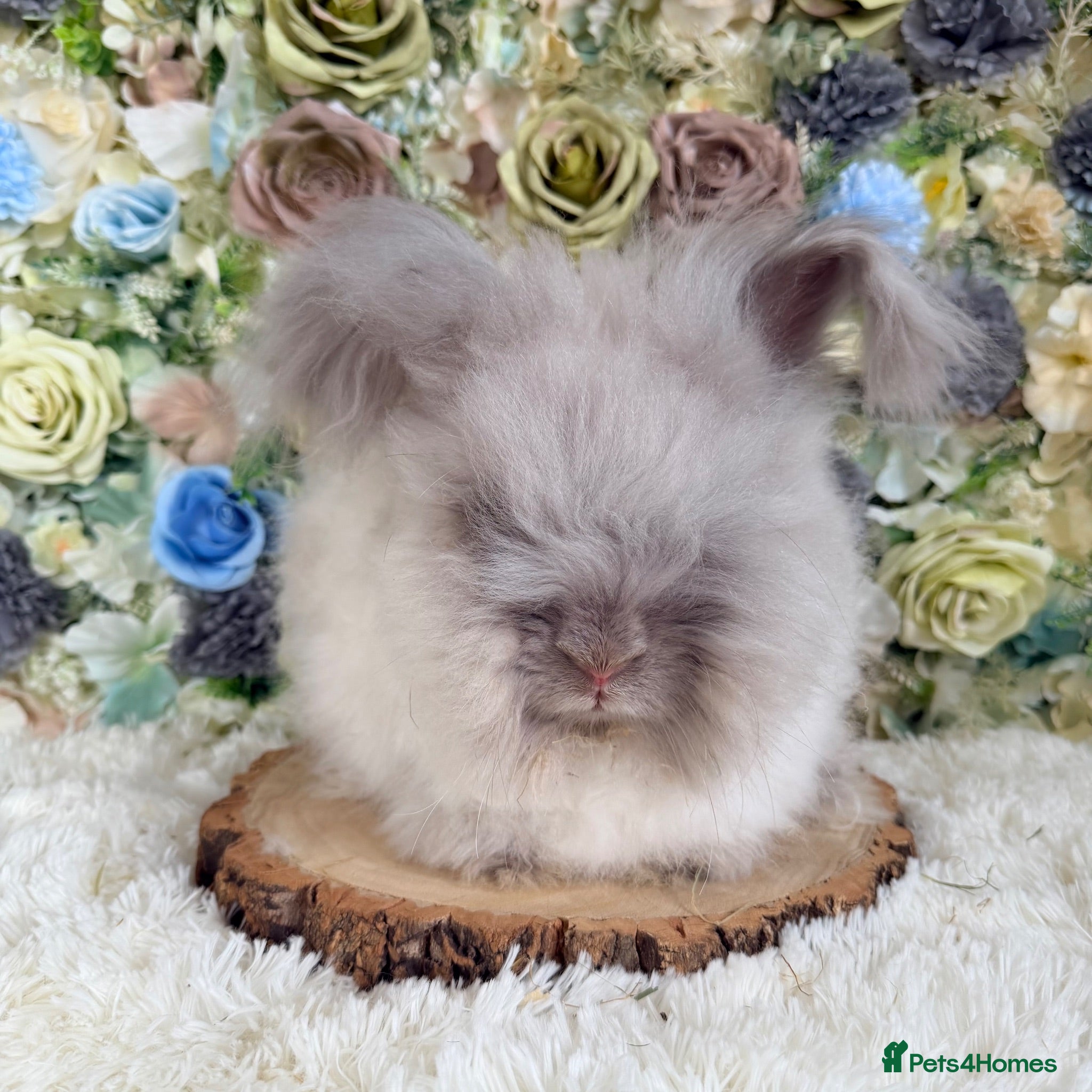 Angora rabbits Vaccinated Angoras ~ Ready Now - Advert 8