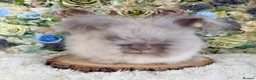 Angora rabbits for sale: Vaccinated Angoras ~ Ready Now in Plymouth - Advert 3