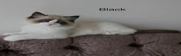 Ragdoll cats for sale: TICA Registered Ragdoll Kittens - Advert 8