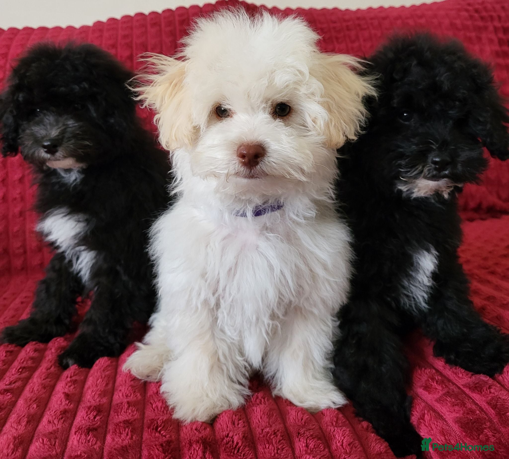Poochon dogs Poochon READY TO GO Last 3 boys - Advert 1