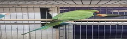 Parrots birds for sale: Birds/Parakeets/Parrots/Amazons  - Advert 11