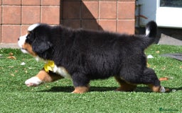Bernese Mountain Dog dogs for sale: ⭐EXQUISITE IMPORTED LINES KC REGISTERED PUPPIES⭐ - Image 21