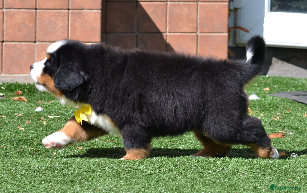 Bernese Mountain Dog dogs for sale: ⭐EXQUISITE IMPORTED LINES KC REGISTERED PUPPIES⭐ - Image 21