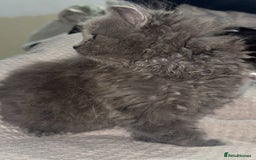 British Longhair cats for sale: British Blue longhair - Female - Advert 4