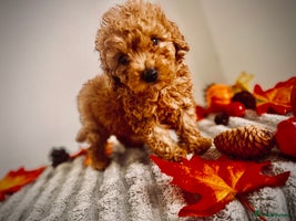 Maltipoo dogs - Advert 10