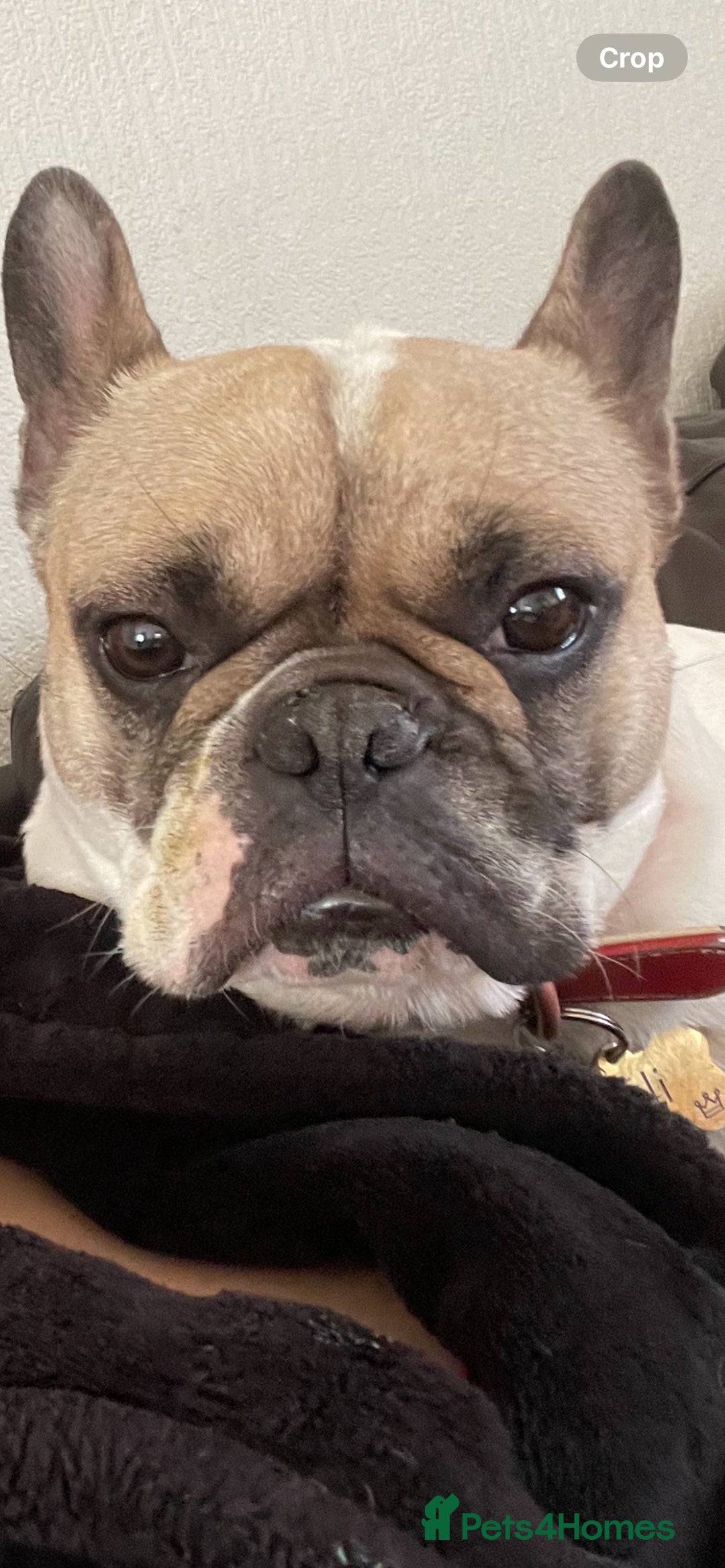 French Bulldog dogs for sale: Milo, Lovable boy Frenchie, amazing price 💫 - Image 24