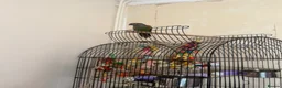 Conures birds for sale: Conure hand time - Advert 2
