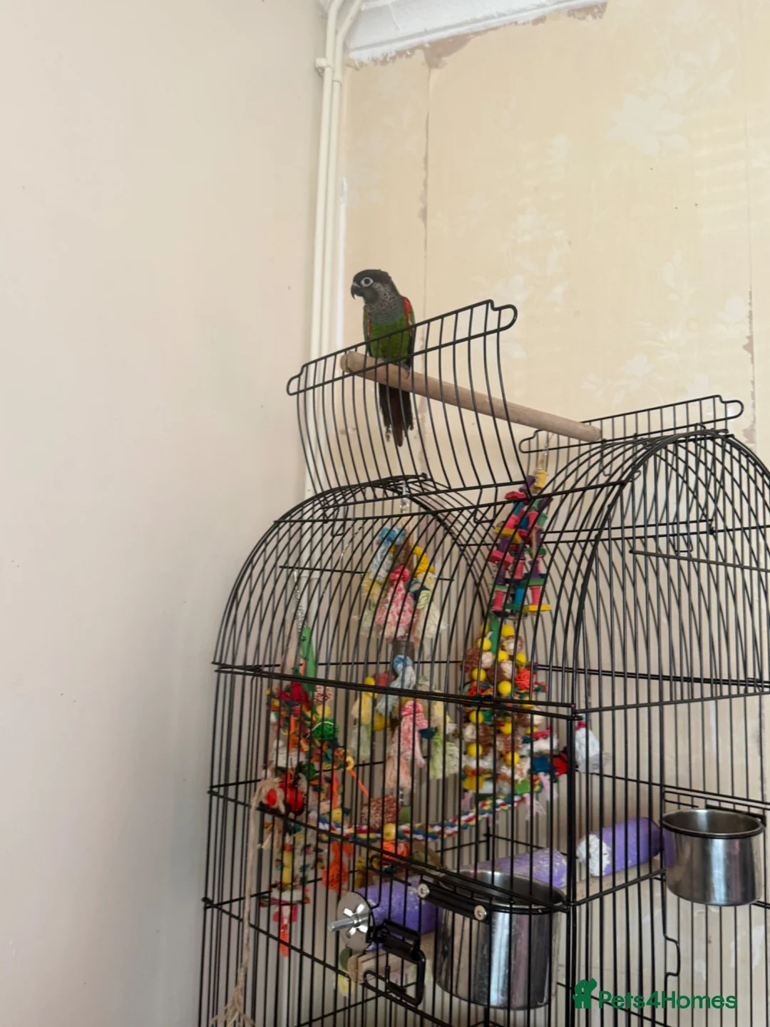 Conures birds for sale: Conure hand time - Advert 2