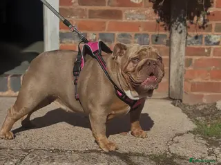 English Bulldog dogs KC registered English bulldog puppies - Advert 1