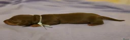 Miniature Dachshund dogs for sale: 🐾Stunning KC Reg Miniature Dachshund Puppie🐾 - Advert 23
