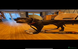 Hungarian Vizsla dogs for sale: Hungarian vizsla  pups top quality bloodlines  - Image 1