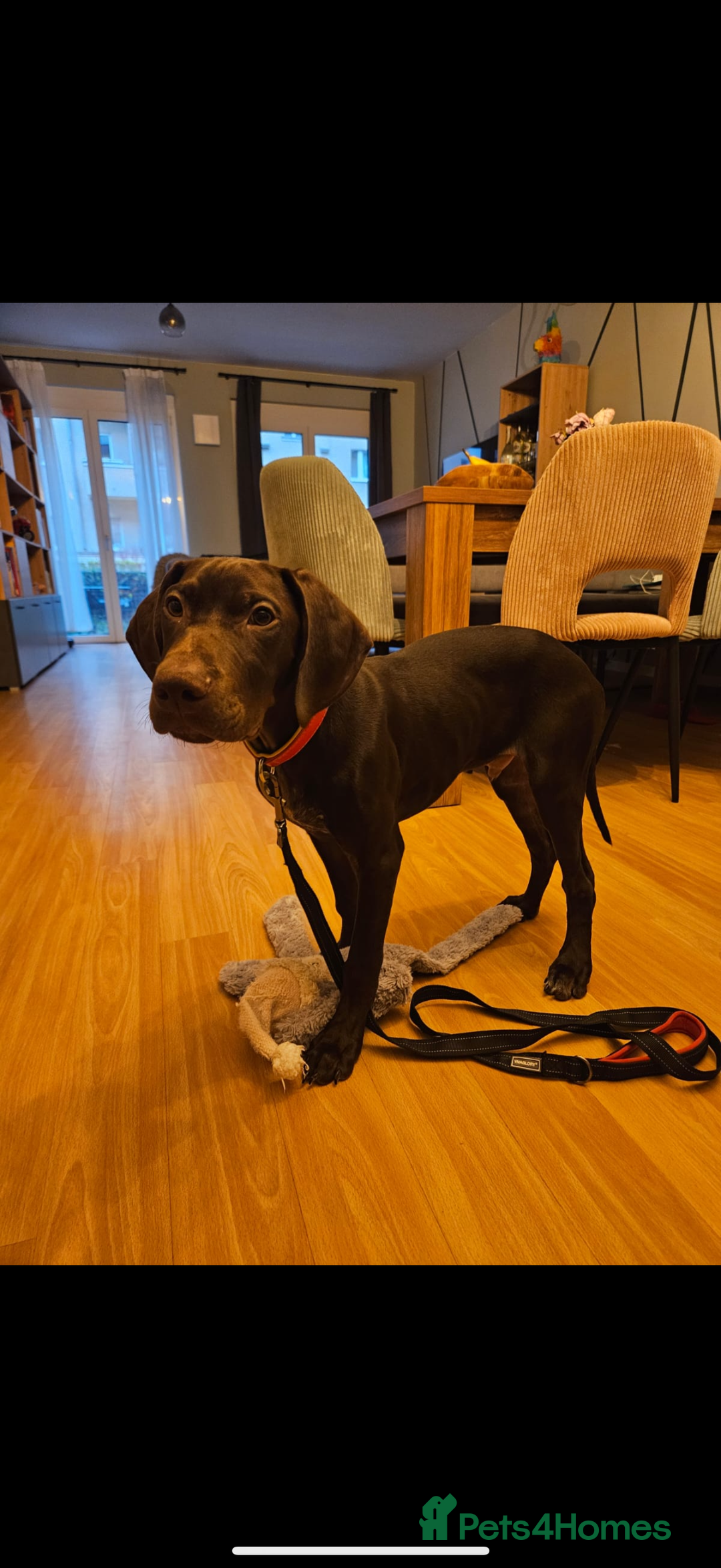 Hungarian Vizsla dogs for sale: Hungarian vizsla  pups top quality bloodlines  - Image 1