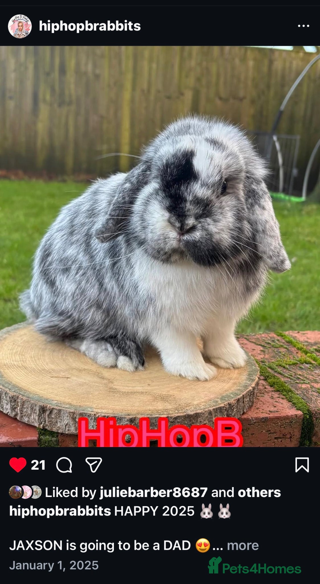 Mini Lop rabbits Pedigreed pure bred baby mini lops  - Advert 6