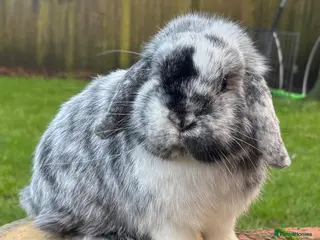 Mini Lop rabbits Pedigreed pure bred baby mini lops - Advert 6
