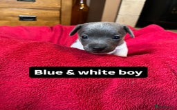 Jack Russell dogs for sale: Rare coloured miniature Jack Russel puppies  - Image 7