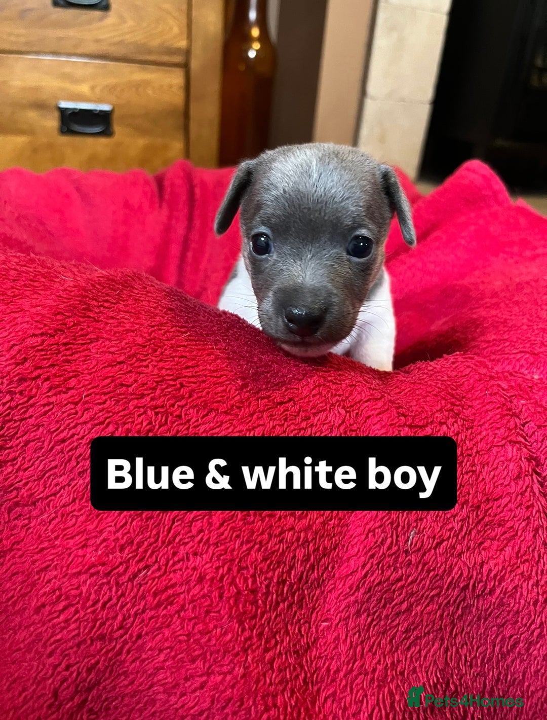 Jack Russell dogs for sale: Rare coloured miniature Jack Russel puppies  - Image 7
