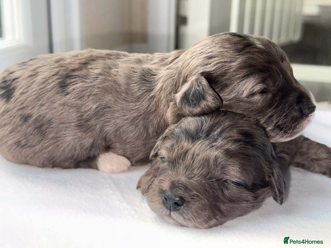 Cockapoo dogs for sale: F1B TOY COCKAPOO’S - Advert 11