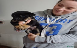 Rottweiler dogs for stud: Rottweiler cross for stud - Image 2