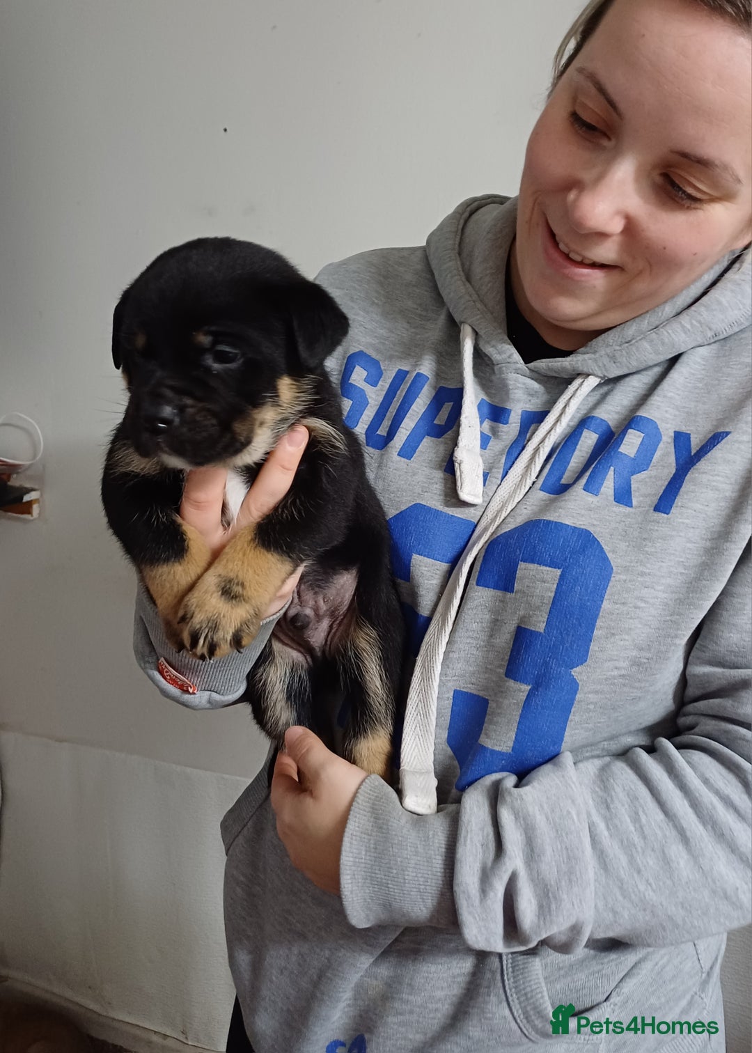 Rottweiler dogs for stud: Rottweiler cross for stud - Image 2