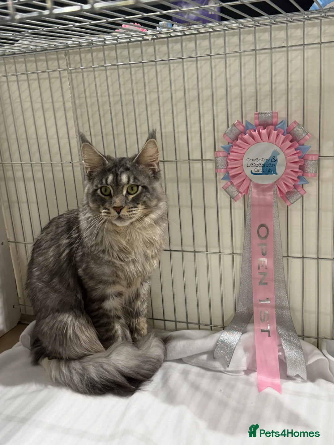 Maine Coon cats for stud: Mainecoon stud in Castleford - Advert 1