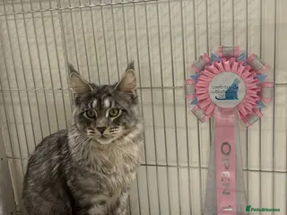 Maine Coon cats Mainecoon stud - Advert 3