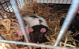 Rat rodents for sale: 4 mini rats  - Image 4