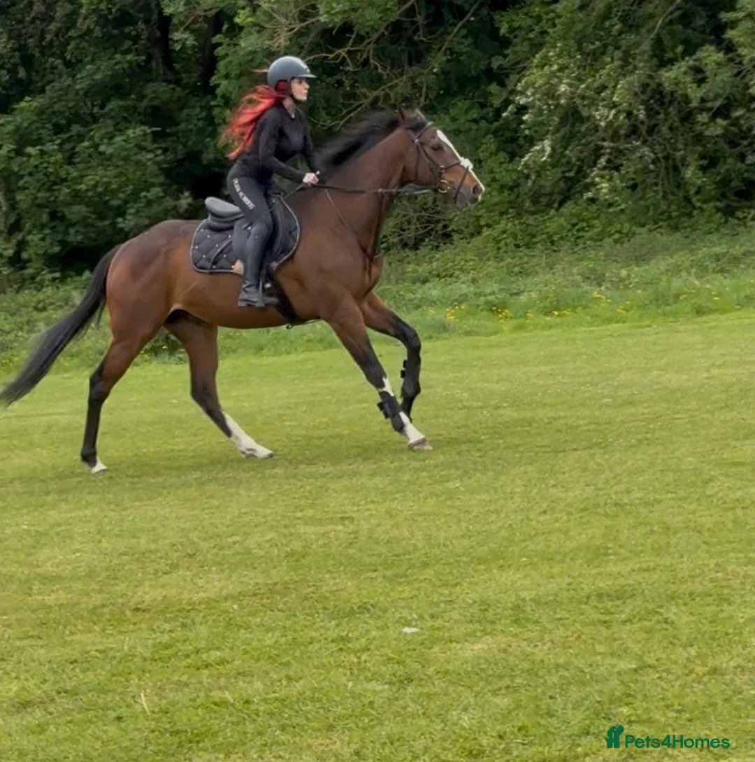 Irish Thoroughbred horses for sale: Beautiful rising 4 year old  - Advert 4