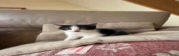 Mixed Breed cats for sale: 4 kittens for sale  - Advert 20