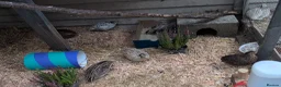 Quail poultry for sale: Mixed Coturnix Quail, Eggs, Chicks + Adults  in Addlestone - Advert 5