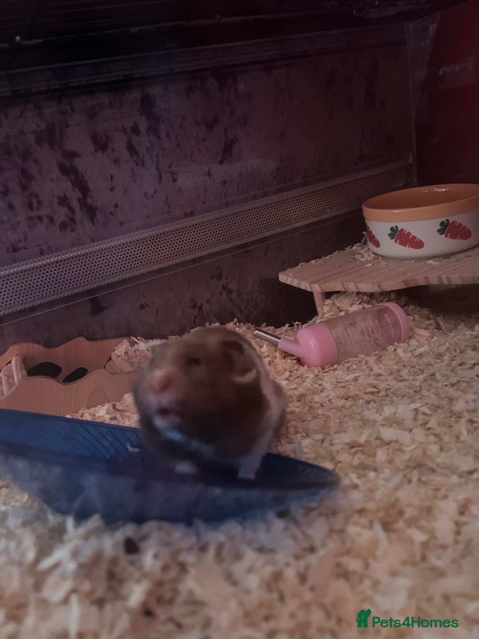Hamster rodents Syrian hamster and set up - Advert 7