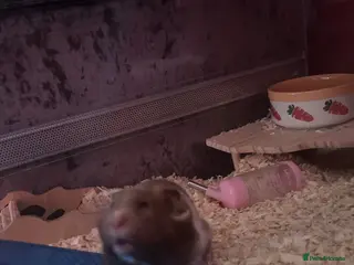 Hamster rodents Syrian hamster and set up - Advert 7