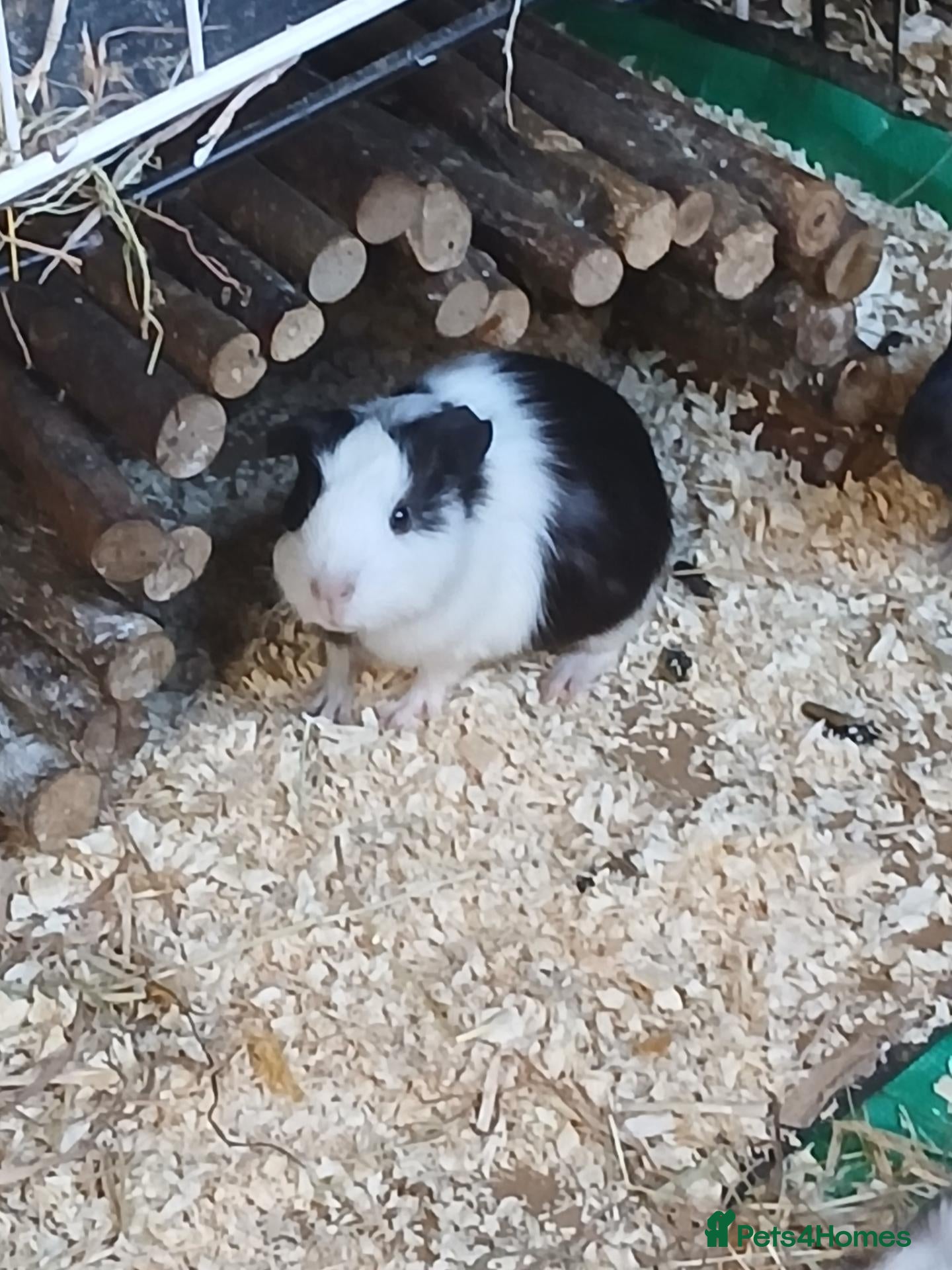 Guinea Pig rodents Baby boy Guinea Pigs for sale (REDUCED) - Advert 1