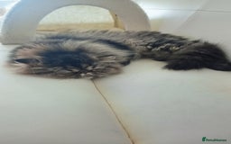 Persian cats for sale: Lovely boy rehoming  - Image 3