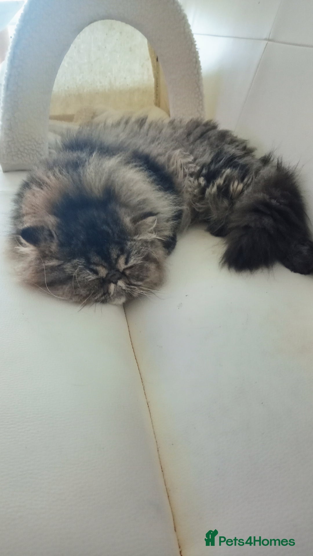 Persian cats for sale: Lovely boy rehoming  - Image 3