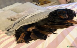 Dachshund dogs for sale: Long haired dachshund puppies  - Image 5