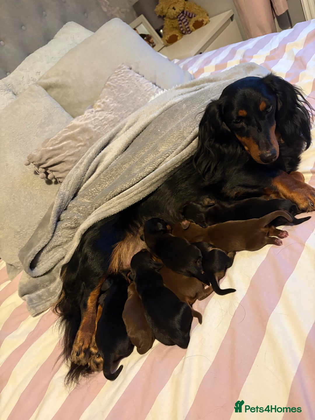 Dachshund dogs for sale: Long haired dachshund puppies  - Image 5