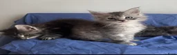 Maine Coon cats for sale: Champion line Maine coon active kittens - Advert 4
