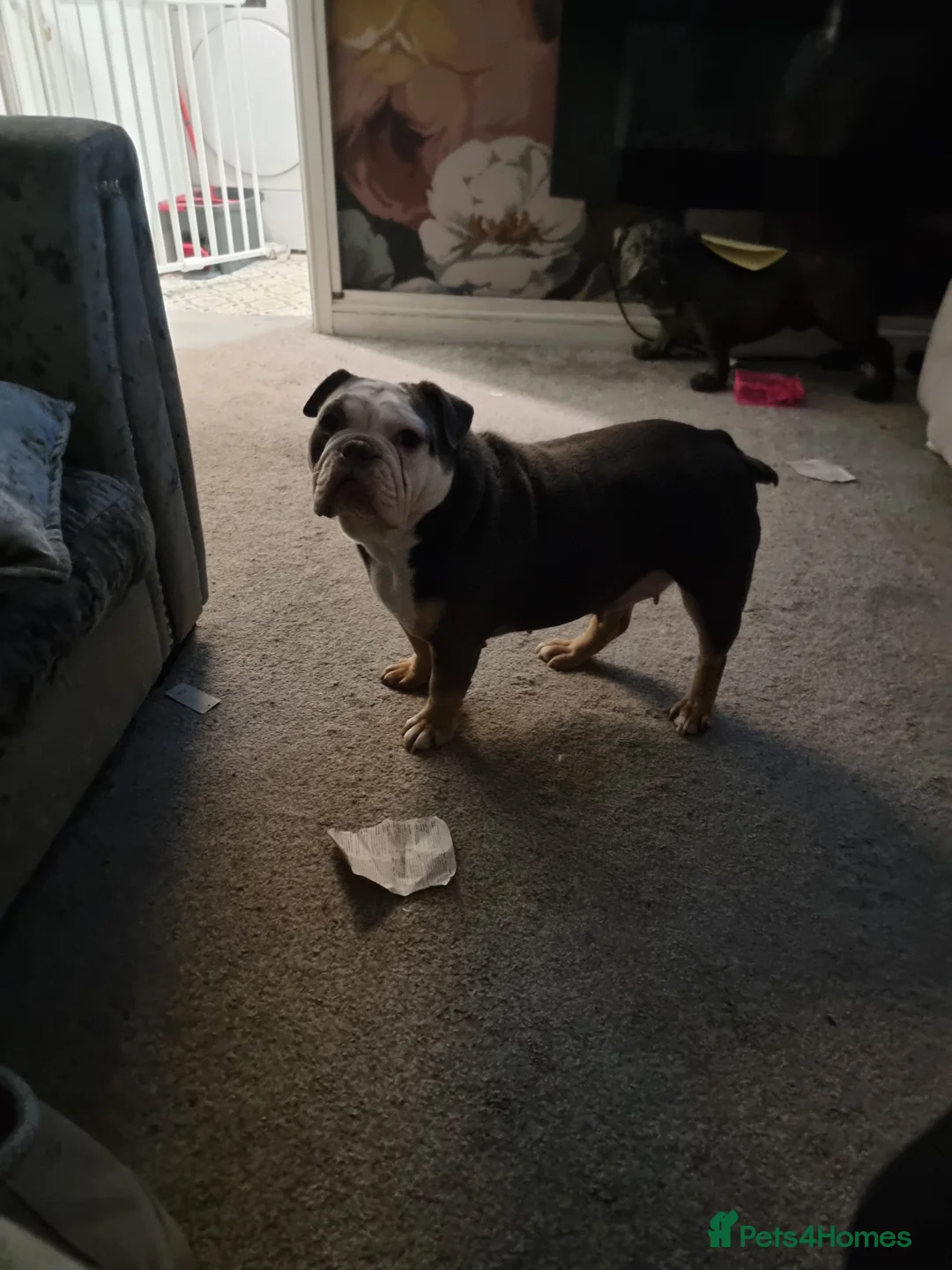 English Bulldog dogs for sale: 3 year old British bulldog  - Advert 5
