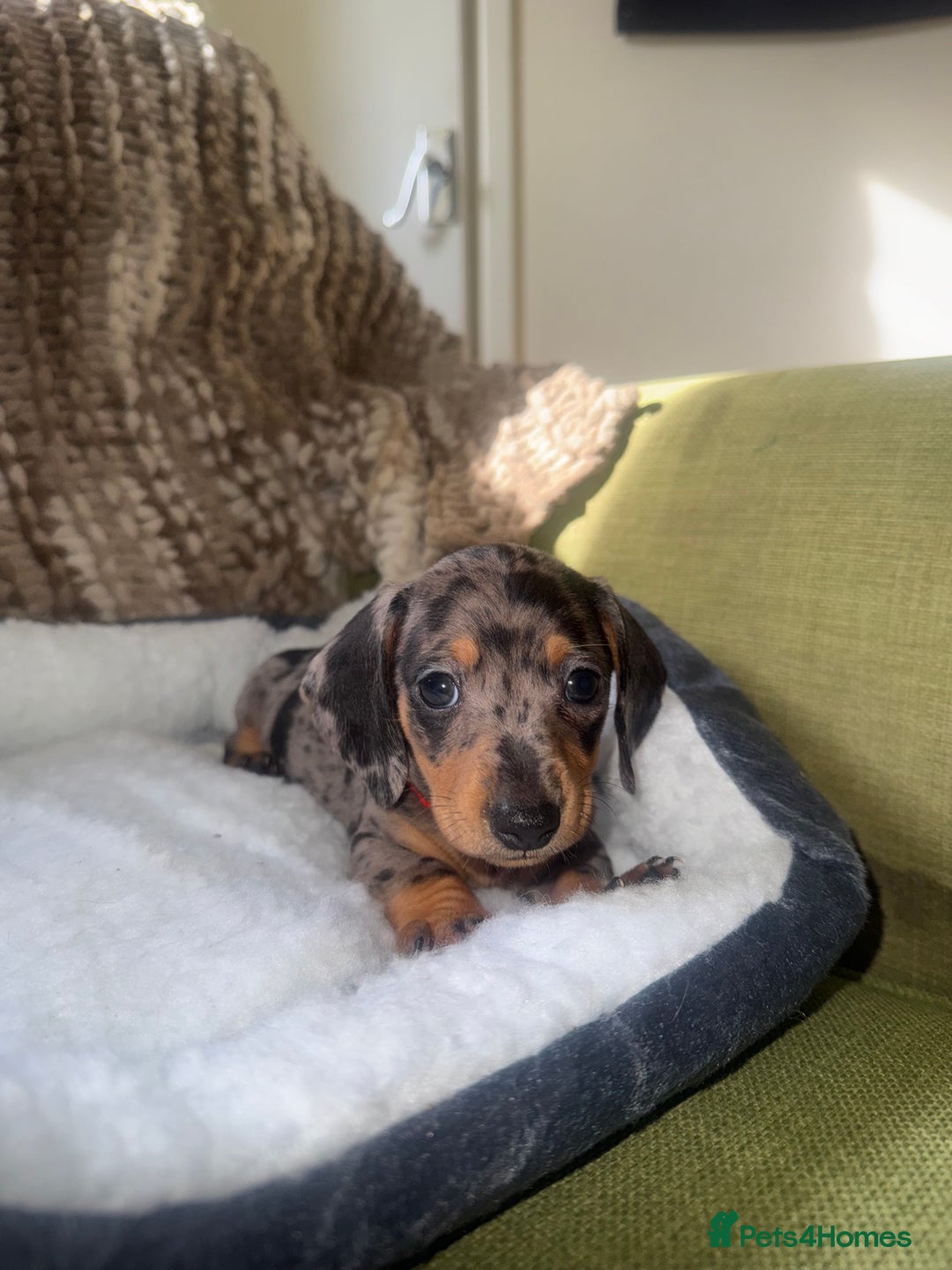 Miniature Dachshund dogs for sale: True miniature smooth coat dachshund puppies  - Image 14