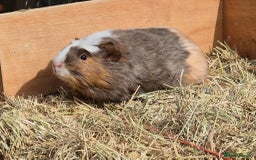 Guinea Pig rodents for sale: Young Guinea Pigs – 3 Litters Ready & Reserve - Image 7