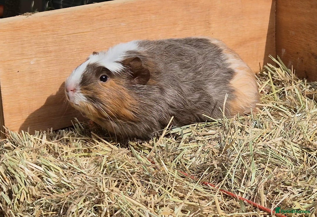 Guinea Pig rodents for sale: Young Guinea Pigs – 3 Litters Ready & Reserve - Image 7