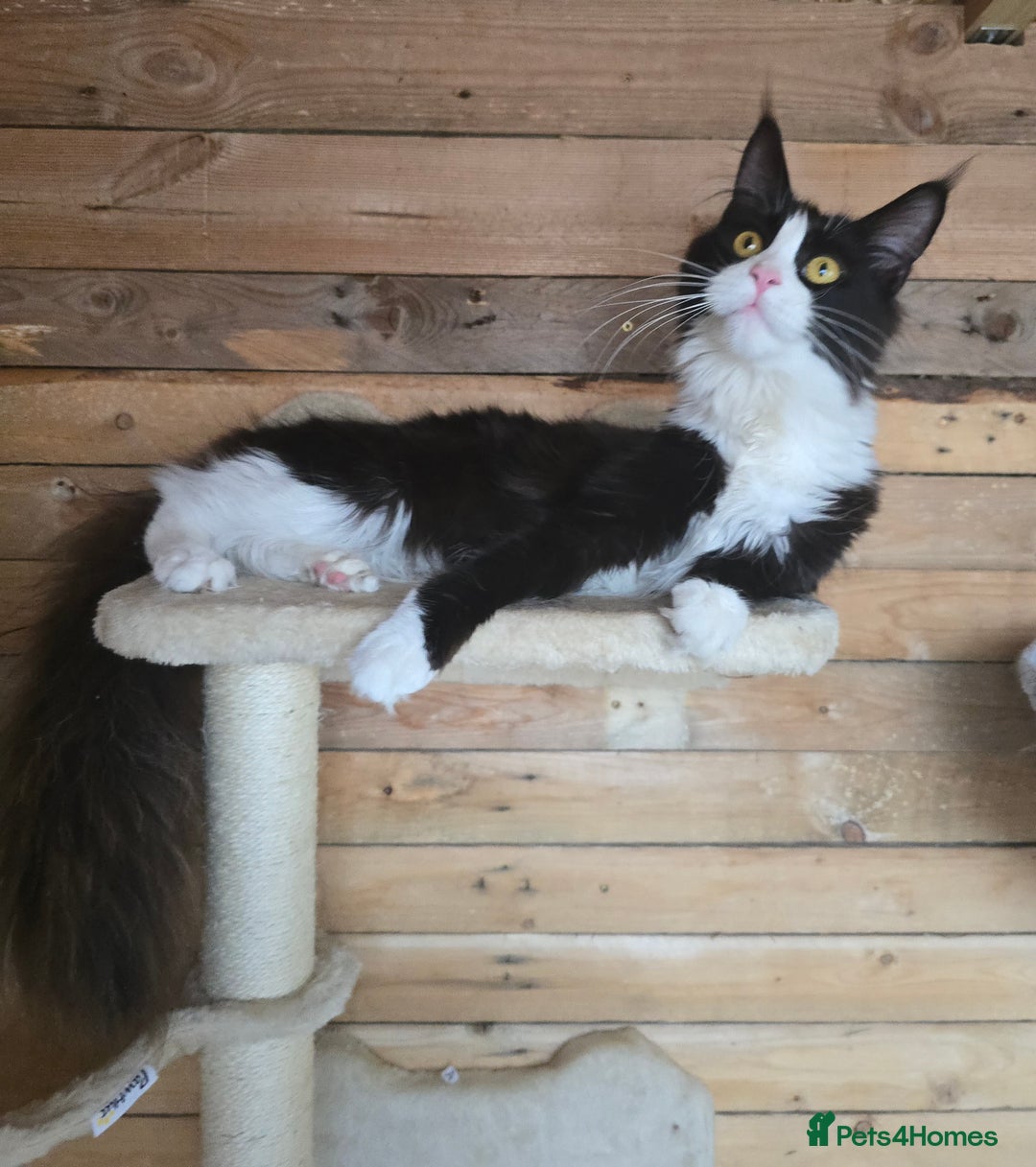 Maine Coon cats for sale: Stunning Active Adult Female Black Bicolor - Advert 15