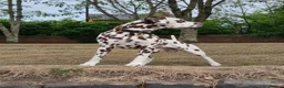 Dalmatian dogs for stud: Quality Proven KC Registered Liver Stud  - Advert 2