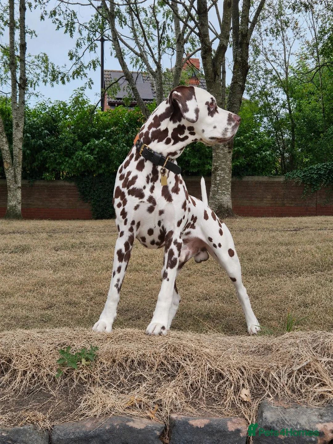 Dalmatian dogs for stud: Quality Proven KC Registered Liver Stud  - Advert 2