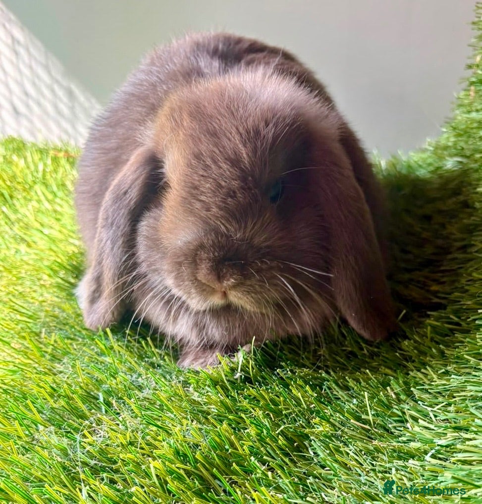 Mini Lop rabbits Stunning mini lop babies - amazing temperaments  - Advert 1