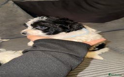 Mixed Breed dogs for sale: 4 little ones looking for a new home ❤️🩵💙 - Image 11